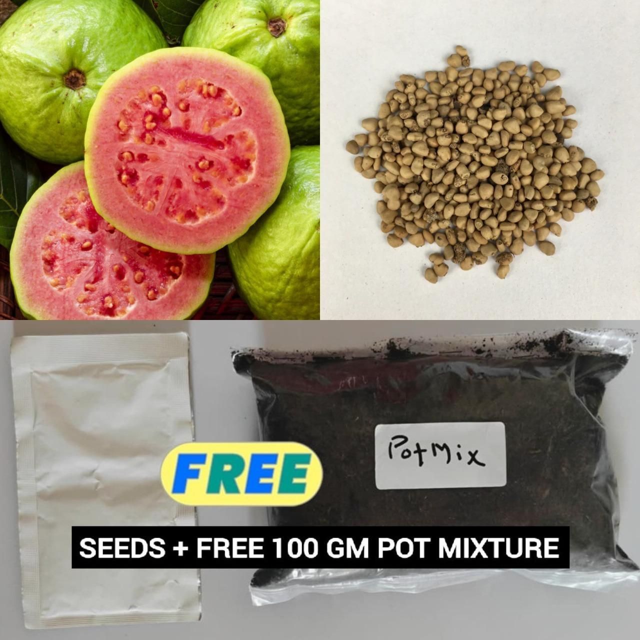 Organic Guava Seeds (Free Pot Mixture 100 gm)